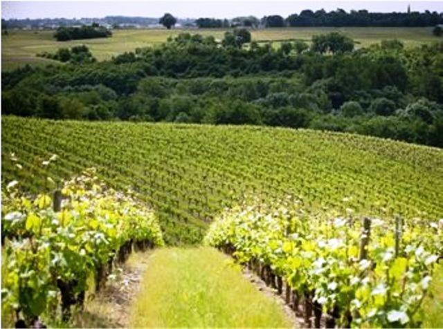 Domaine De La Soucherie - Chambres D'Hotes Beaulieu-sur-Layon Eksteriør bilde