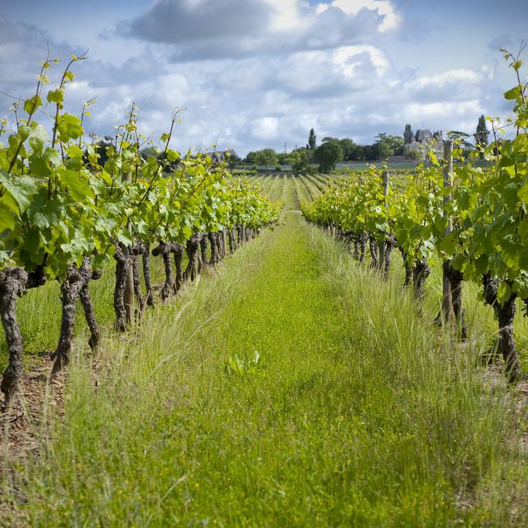 Domaine De La Soucherie - Chambres D'Hotes Beaulieu-sur-Layon Eksteriør bilde