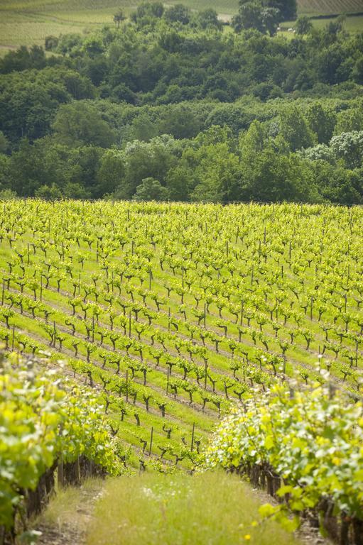 Domaine De La Soucherie - Chambres D'Hotes Beaulieu-sur-Layon Eksteriør bilde