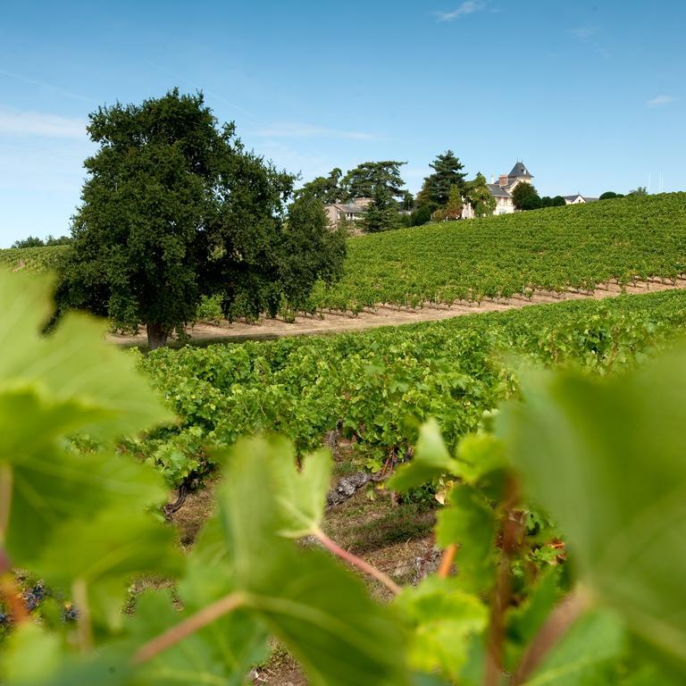 Domaine De La Soucherie - Chambres D'Hotes Beaulieu-sur-Layon Eksteriør bilde